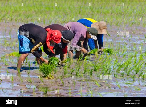rice planting season in the philippines